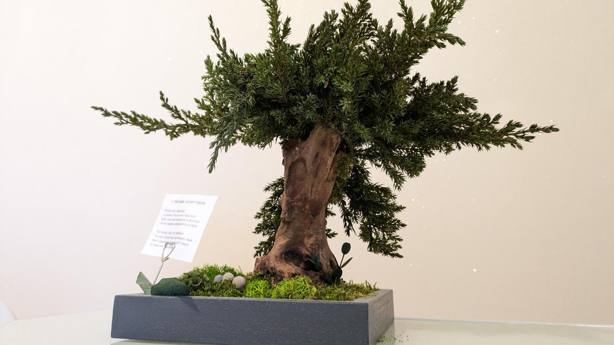 Bonsai Bed & Breakfast Fiumicino Zewnętrze zdjęcie